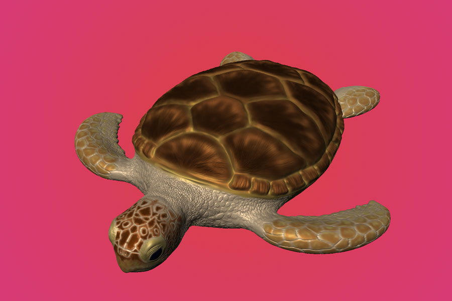 Turle Process Image 5